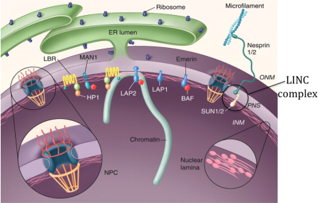 Nuclear envelope